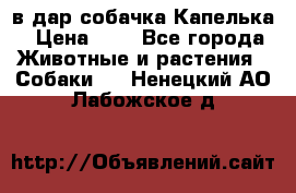 в дар собачка Капелька › Цена ­ 1 - Все города Животные и растения » Собаки   . Ненецкий АО,Лабожское д.